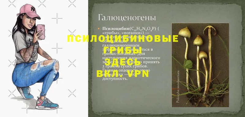 магазин  наркотиков  Новодвинск  Псилоцибиновые грибы прущие грибы 